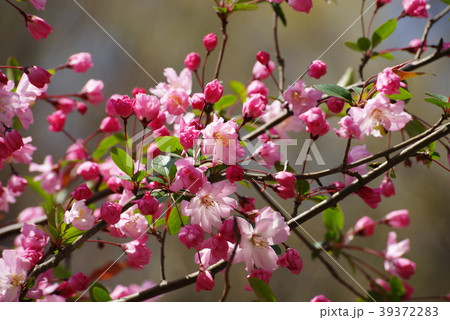 花海棠(はなかいどう) 花海棠(はなかいどう) 39372283