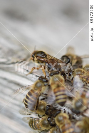 女王蜂　日本ミツバチ（女王蜂とお世話係のミツバチたち） 39372506