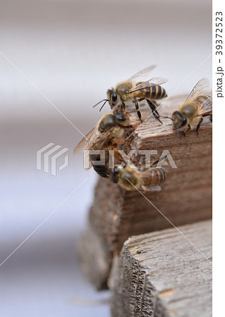女王蜂 日本ミツバチ 分蜂に失敗し最後は一人ボッチになってしまった女王蜂 の写真素材