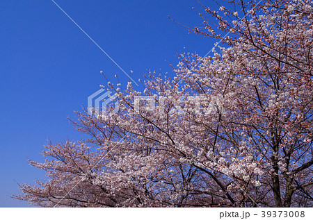 桜七分咲き 快晴の空の下 a 桜七分咲き 快晴の空の下 a 39373008