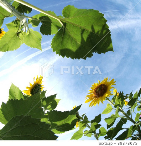 ひまわり 39373075