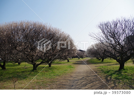 越谷梅林公園 39373080
