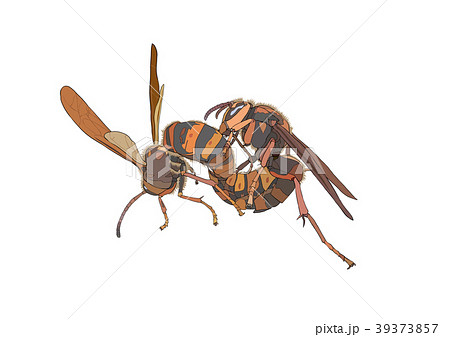 キイロスズメバチの交尾 キイロスズメバチの交尾 39373857
