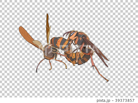 キイロスズメバチの交尾のイラスト素材