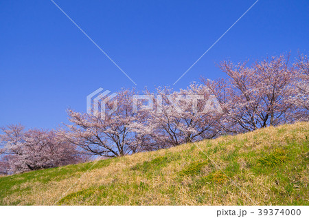 桜咲く丘　快晴の空の下　a-1 広角 39374000