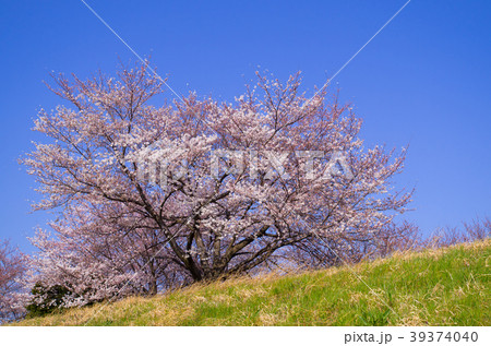 桜咲く丘　快晴の空の下　b-3 標準画角 39374040
