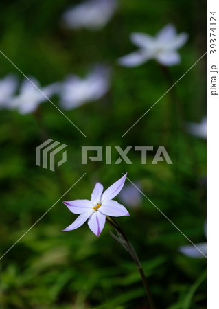 花ニラ 39374124