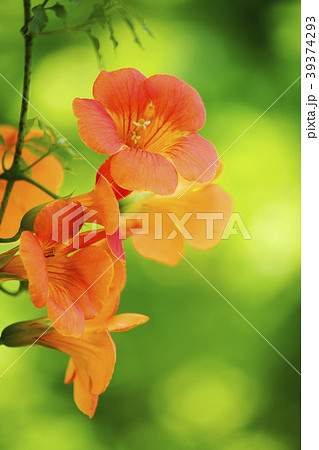 ノウゼンカズラ 39374293