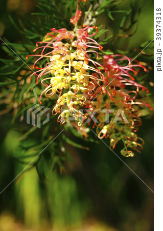 グレビレア 39374318