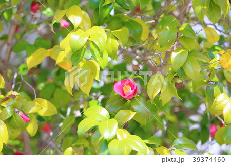 ヤブツバキの花 ヤブツバキの花 39374460