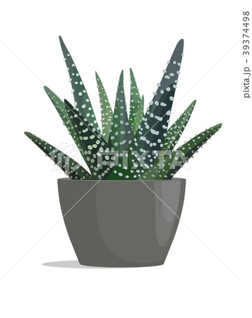 Haworthia - zebra cactus 39374498