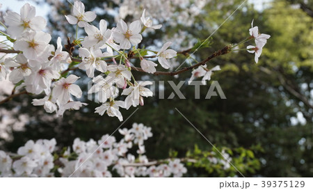 桜と新緑の背景 新年 アップ サクラと緑 桜と新緑の背景 新年 アップ サクラと緑 39375129