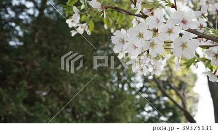 桜の枝と新緑背景　春 39375131