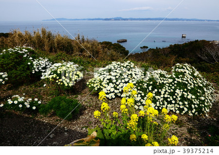 館山野鳥の森から見た平砂浦 館山野鳥の森から見た平砂浦 39375214