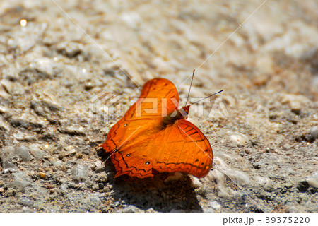 Close up of brown butterfly on stone floor Close up of brown butterfly on stone floor 39375220