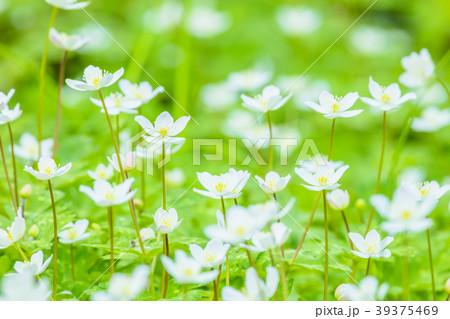 ニリンソウの花 39375469