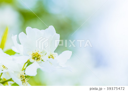 リキュウバイの花 39375472