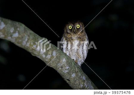 リュウキュウコノハズク 39375476