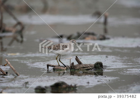 タカブシギ タカブシギ 39375482