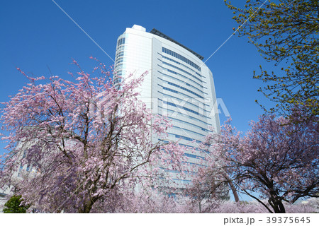 桜と高崎市役所 39375645
