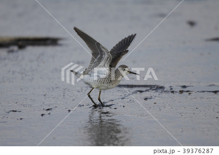 はばたくタカブシギ はばたくタカブシギ 39376287