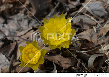 福寿草 福寿草 39376636
