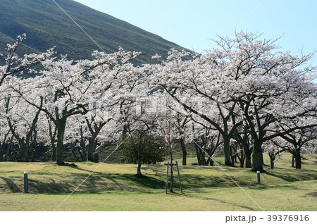 大室山と桜 大室山と桜 39376916