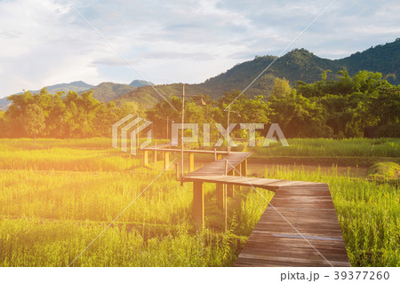 Wooden pathway zigzag shape over rice field 39377260