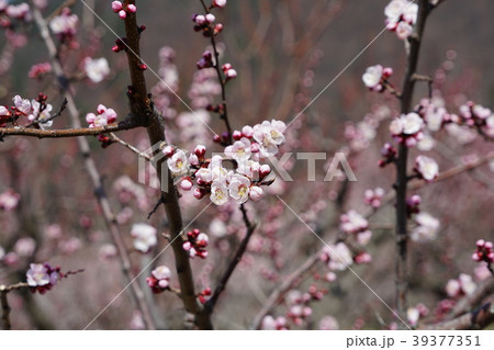 あんずの花 あんずの花 39377351