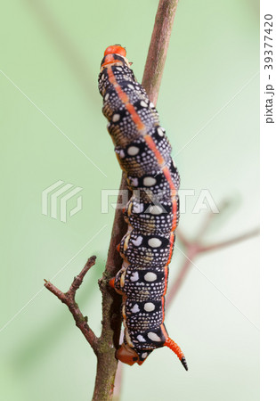 Macro of caterpillar on twig Macro of caterpillar on twig 39377420