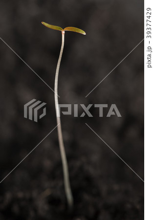 Young tiny tall seedling strive for light Young tiny tall seedling strive for light 39377429