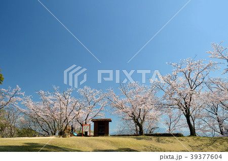 蛇ヶ谷公園 桜 蛇ヶ谷公園 桜 39377604