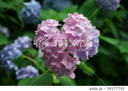 神奈川 鎌倉 明月院のハート型の紫陽花の写真素材