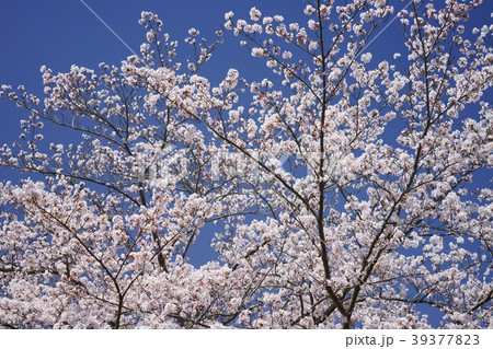 春爛漫２ 39377823