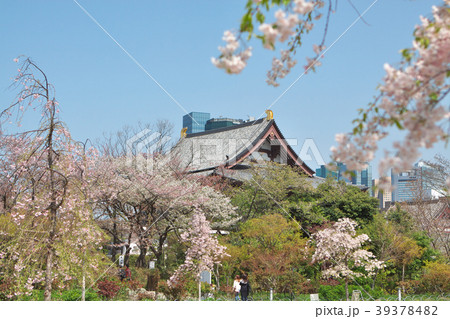 桜に包まれた増上寺 桜に包まれた増上寺 39378482