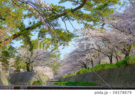 兵庫県 夙川公園の桜 39378679