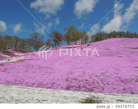 芝桜 東藻琴 芝桜 東藻琴 39378755