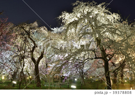 夜桜 39378808