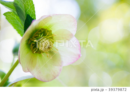 クリスマスローズ 39379872