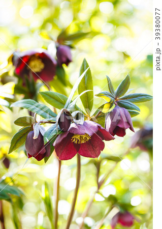 クリスマスローズ 39380077