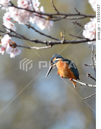 桜からのハンティング 39380387