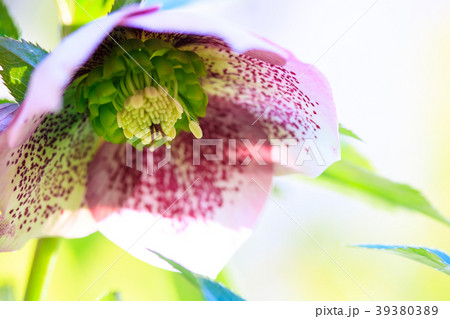 クリスマスローズ 39380389