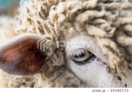 羊の目 羊の目 39380553