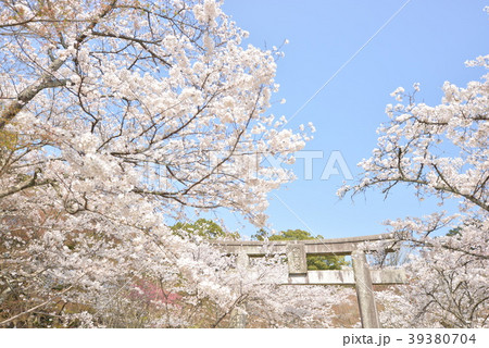 竈門神社の春 39380704