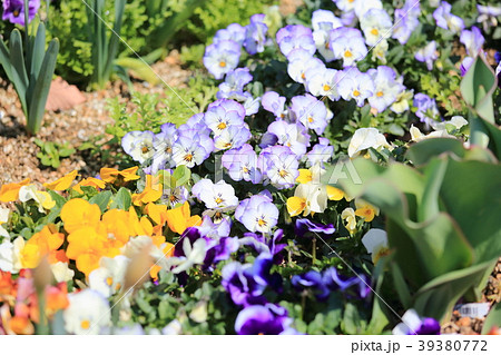 春の花壇 ビオラの花の写真素材