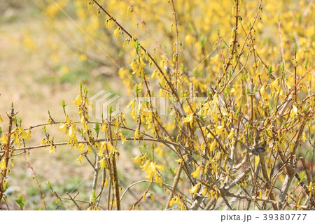 レンギョウの花 レンギョウの花 39380777