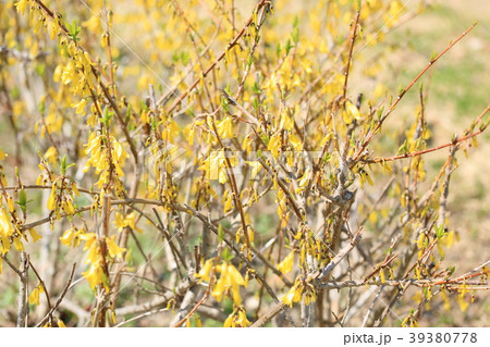 レンギョウの花 39380778