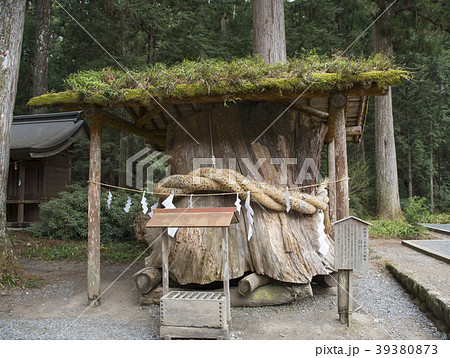 小国神社の御神木である大杉の根株（静岡県周智郡森町） 39380873