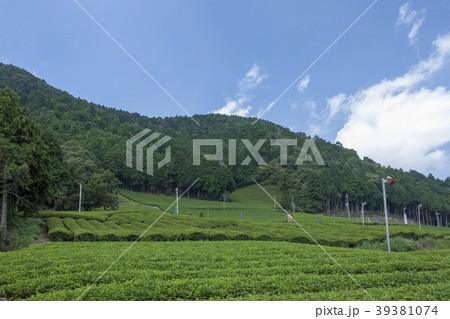 茶源郷 39381074