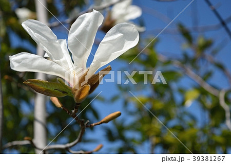 コブシの花 コブシの花 39381267